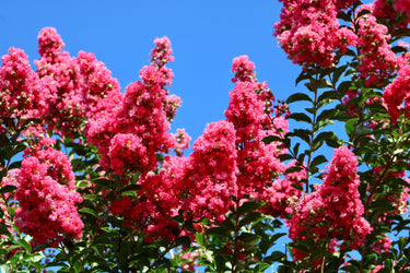 35 Dark PINK CREPE MYRTLE Lagerstroemia Indica Flowering Shrub Bush Small Tree Seeds